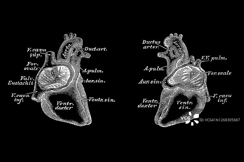 六个月胚胎的心脏图片素材