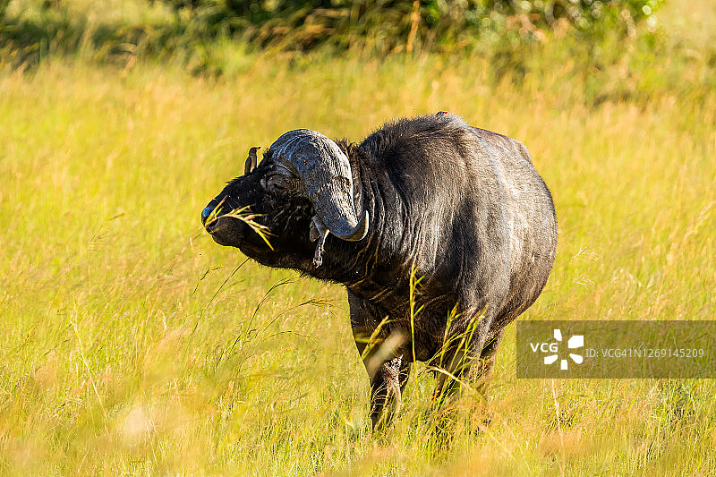 野生非洲水牛，喙红牛啄木鸟图片素材