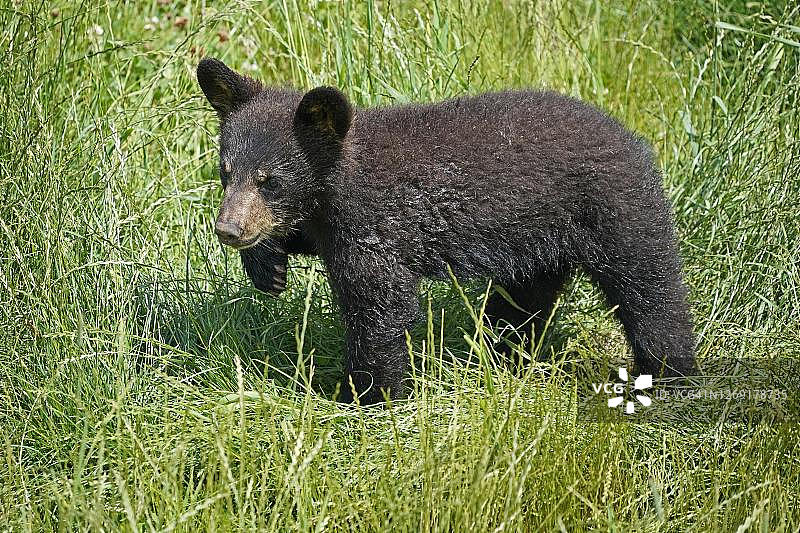 美国黑熊，年轻时在法国的草地上图片素材