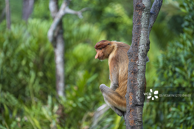 一个野生长鼻猴或鼻幼虫的肖像，在婆罗洲岛雨林，马来西亚，近距离图片素材