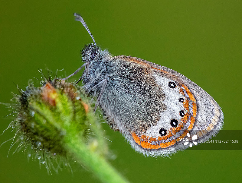 科诺尼姆法加德塔 – 阿尔卑斯山健康蝴蝶图片素材