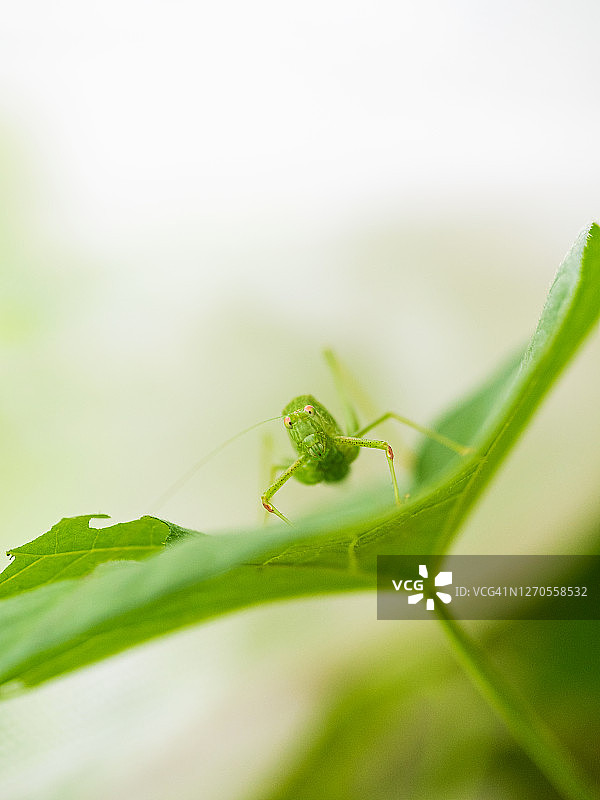 大的绿色灌木蟋蟀的特写图片素材