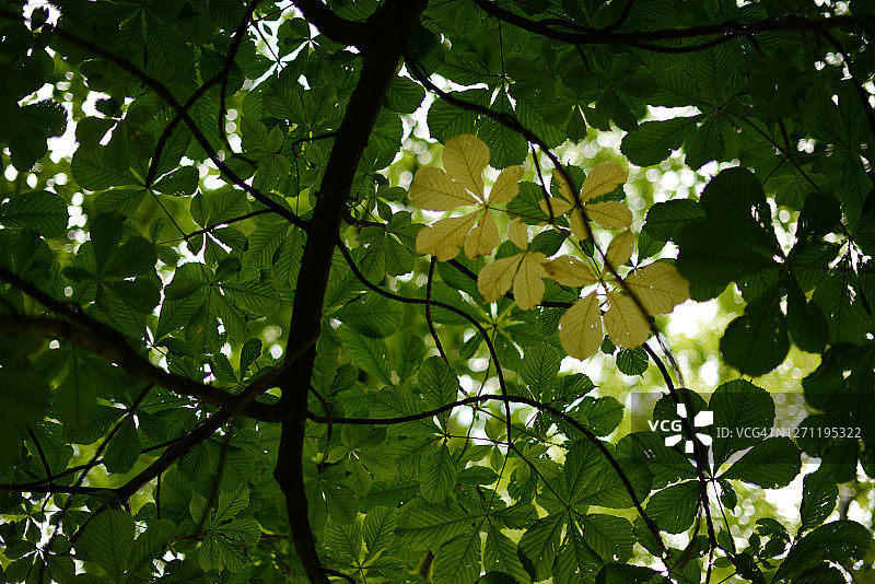 栗树的叶子又绿又黄，从低角度看图片素材