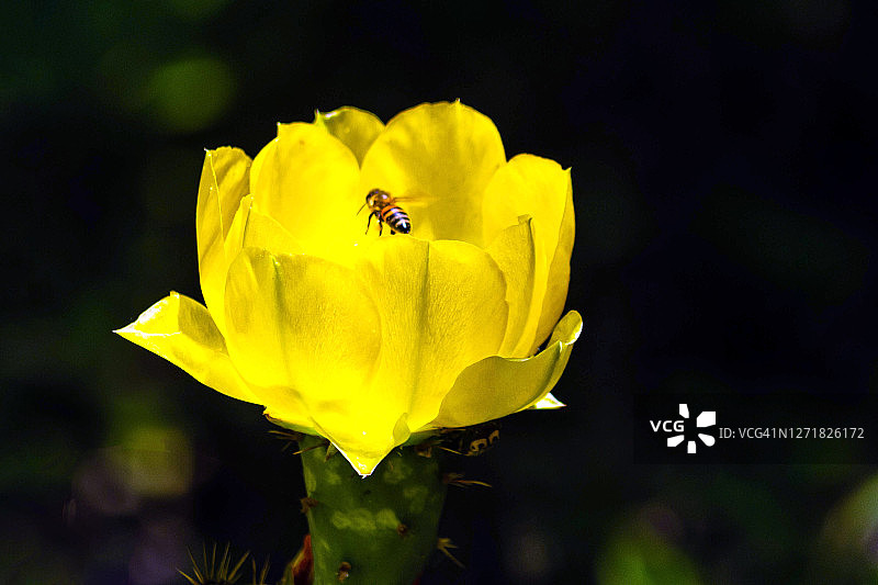 一只蜜蜂在给仙人掌花授粉图片素材