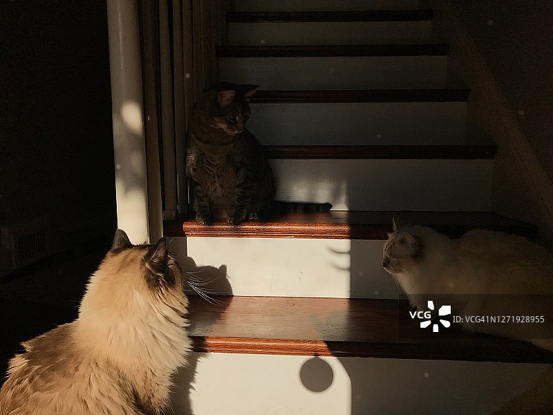 三只猫在楼梯上开会图片素材