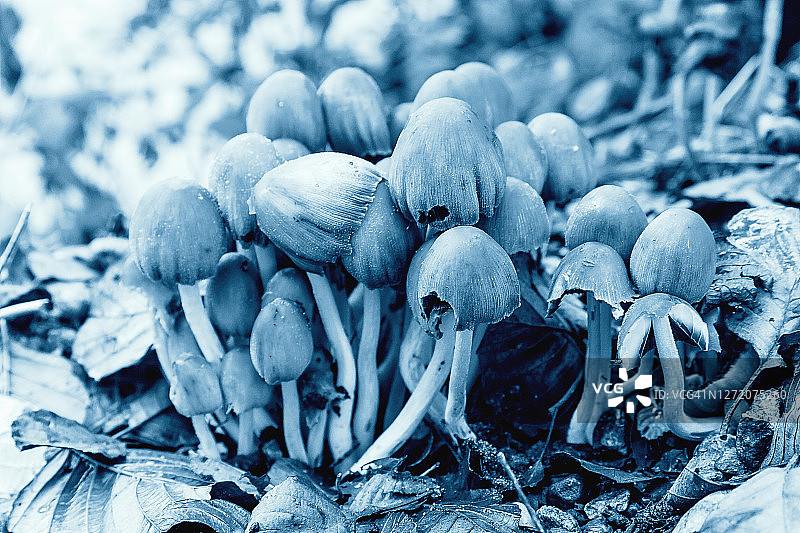 蓝色调的蘑菇图片素材