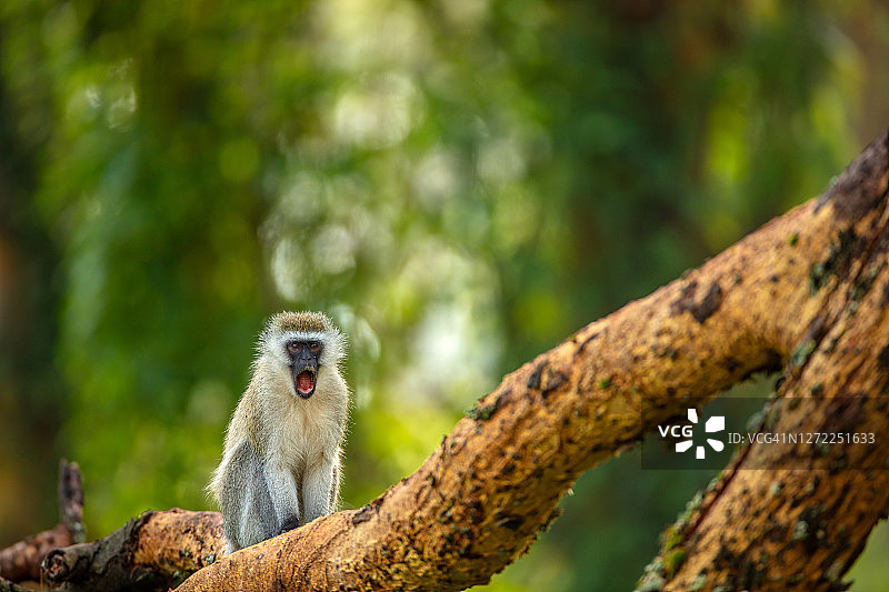 在纳库鲁，一只长尾猴在树枝上尖叫图片素材