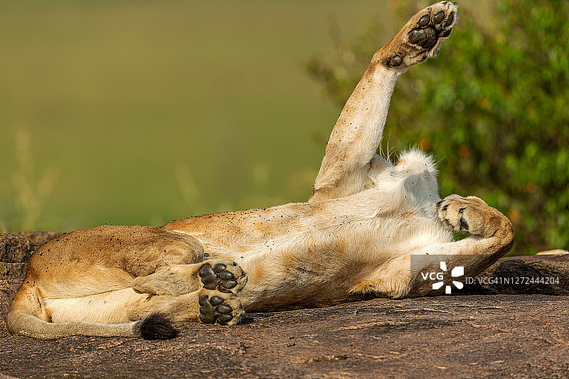 母狮子在野外的岩石上休息和睡觉图片素材