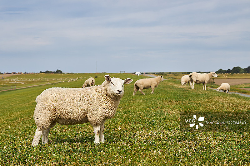 在德国北海的一个堤坝上放牧的羊群和单独的绵羊的照片图片素材