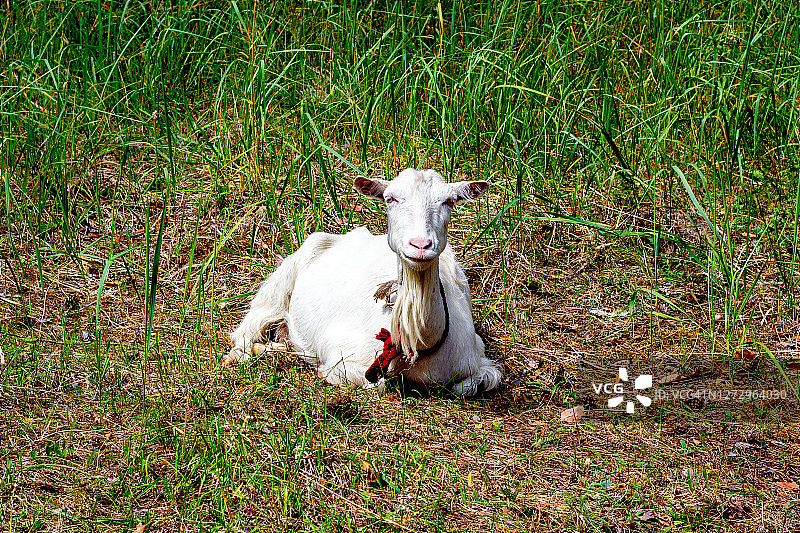 夏天，白山羊躺在绿草地上图片素材