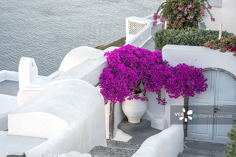 希腊圣托里尼，风景如画的开花楼梯上盛开着粉红色的九重葛，通向大海图片素材