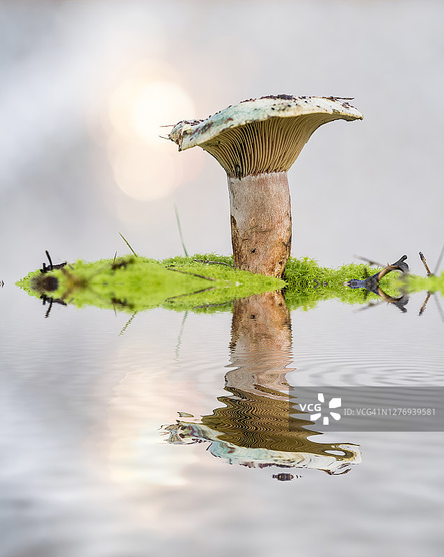 特写蘑菇季节(松乳菇)，反映在水面上。图片素材