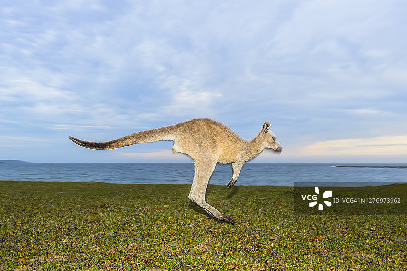 灰袋鼠，巨型袋鼠，跳跃，Murramarang国家公园，新南威尔士州，澳大利亚图片素材