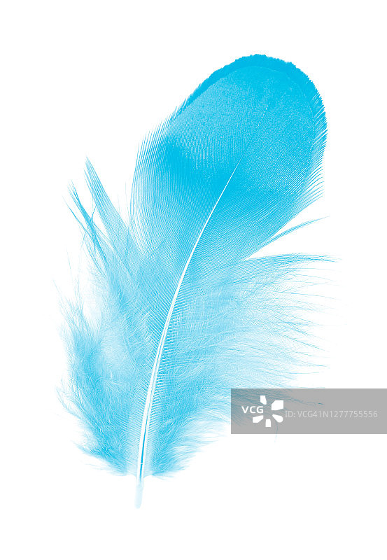 羽毛颜色蓝色孤立在白色的背景图片素材