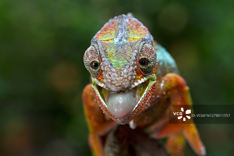 印度尼西亚，一只在树枝上准备捕捉昆虫的变色龙图片素材
