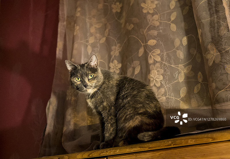 晚上在室内的玳瑁猫的肖像图片素材