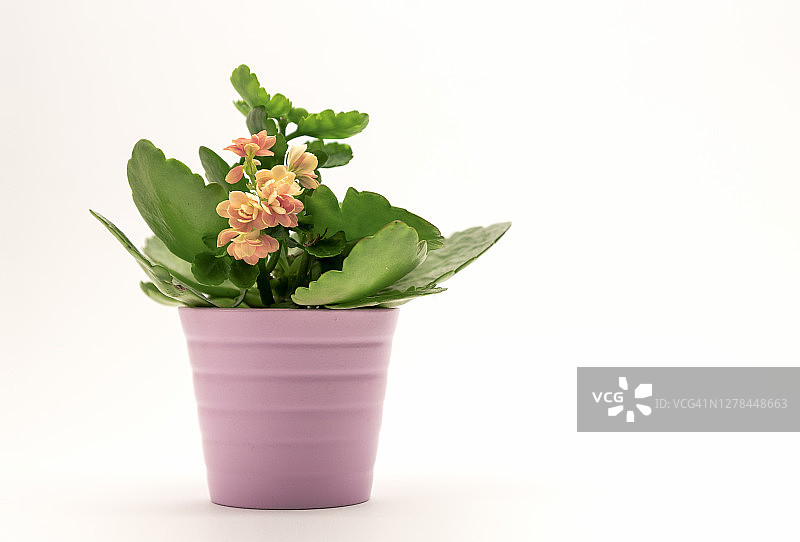 一种肉质植物，花在粉红色的盆中，白色的背景。图片素材