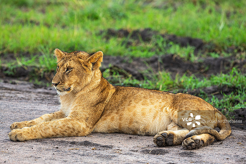 清晨在野外休息的小狮子图片素材