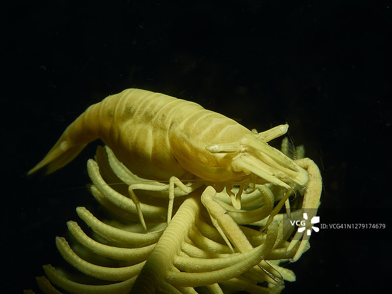海百合纲的虾图片素材
