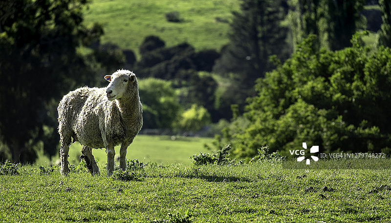 在新西兰的早晨，一只绵羊站在草地上，看着以模糊的绿色森林为背景的东西图片素材