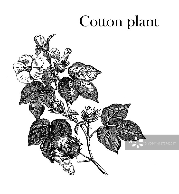 古老的棉花植物雕刻插图，植物学图片素材