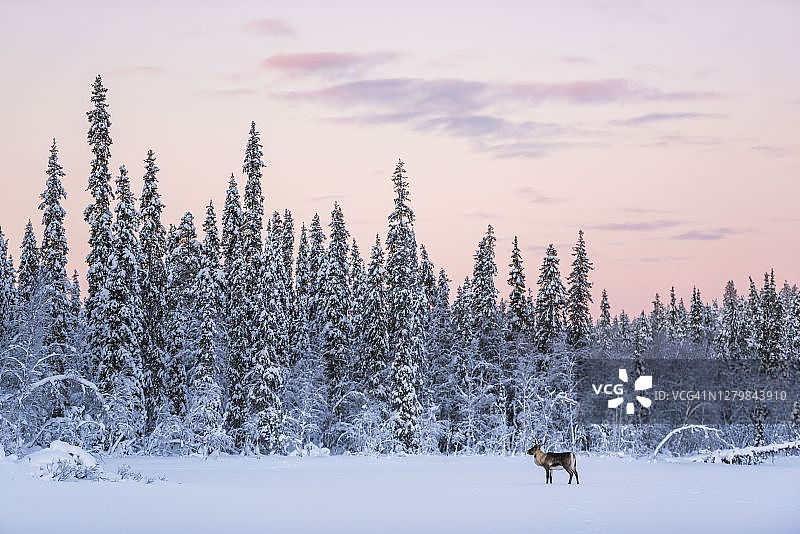 圣诞驯鹿在芬兰拉普兰的冰雪覆盖的冬季景观图片素材