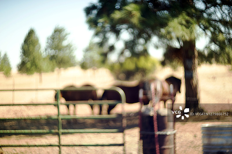 马在门控牧场，散焦效果图片素材