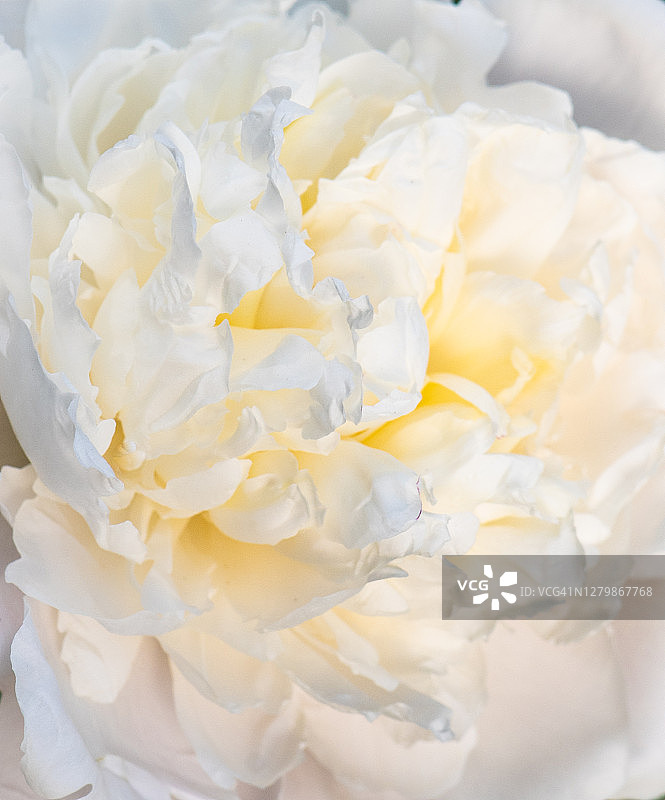 近距离的白色与淡黄花瓣的牡丹(芍药乳香)花。图片素材