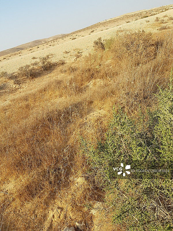 沙漠植被，毛百里香在干燥的河床/溪谷，秋季在内盖夫沙漠图片素材