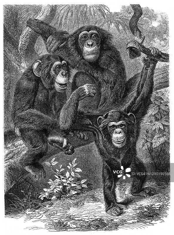 雨林中的黑猩猩群插图1876年图片素材