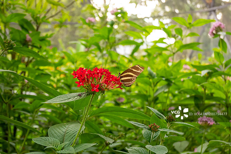 斑蝶是一种栖息在一朵红花上的蝴蝶。图片素材