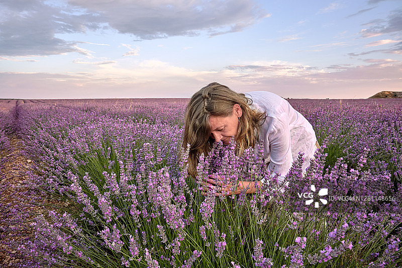 在广阔的田野中，金发女子在闻着盛开的薰衣草植物的精华和芳香图片素材