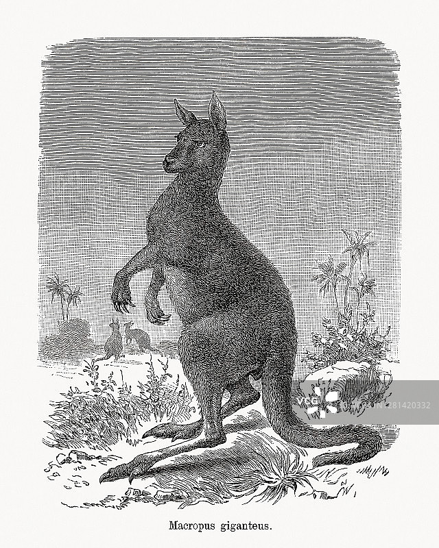 东方灰袋鼠(Macropus giganteus)，木版，1893年出版图片素材