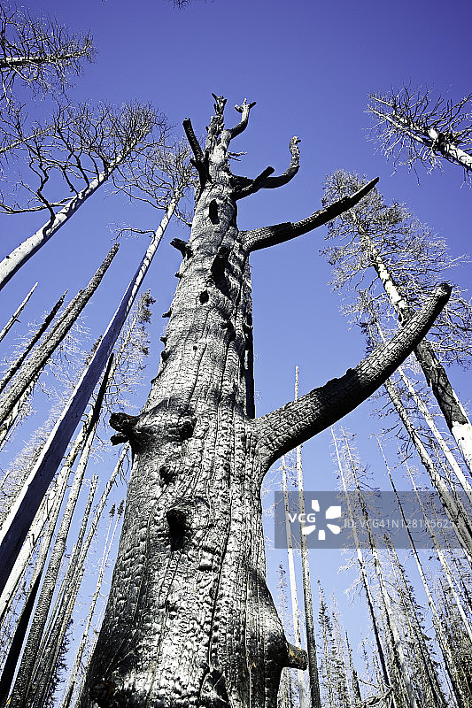 吉福德平肖国家森林烧焦的树图片素材