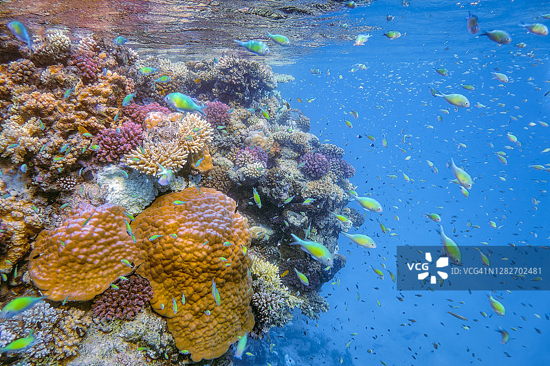 埃及红海拉哈米湾，马萨阿拉姆，美丽的珊瑚礁上生活着许多热带小鱼图片素材