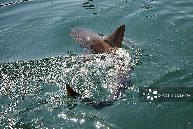 沙洲鲨鱼图片素材