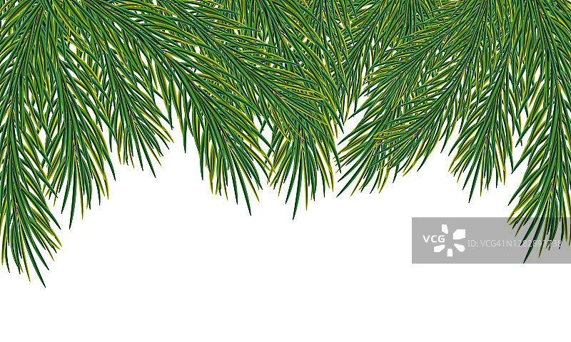 冷杉枝孤立在白色背景上。圣诞树的背景或边缘。花环，节日的装饰。新年和圣诞节图片素材