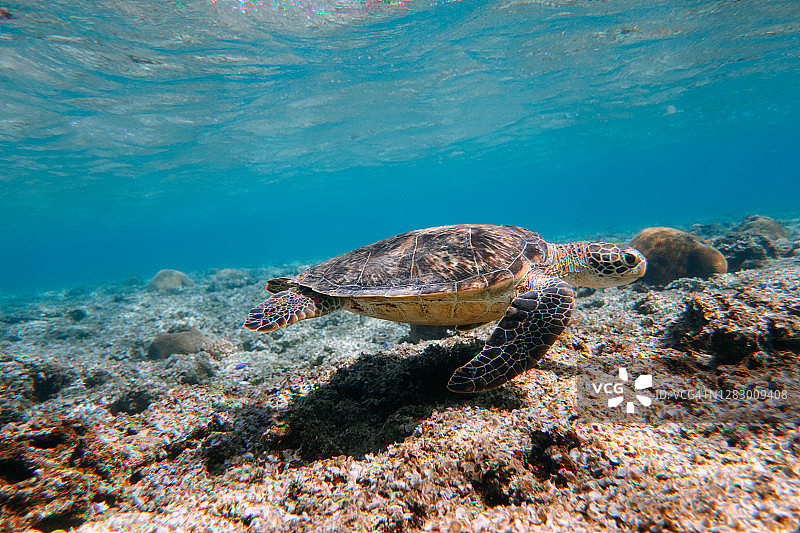 海龟在清澈的蓝色热带水域，日本图片素材