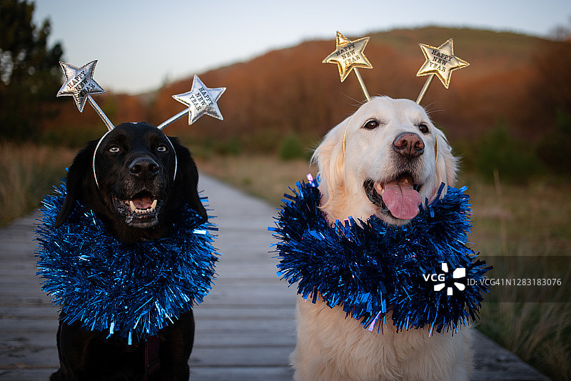 圣诞节的两个狗朋友图片素材