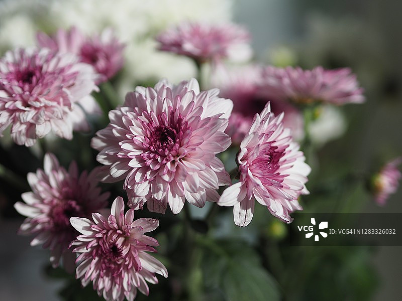 紫罗兰和白色非洲菊，巴勃顿雏菊花美丽的花束在水玻璃五颜六色美丽图片素材