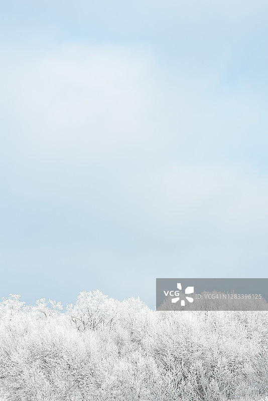明亮的蓝天和明亮的白霜树在冬天图片素材
