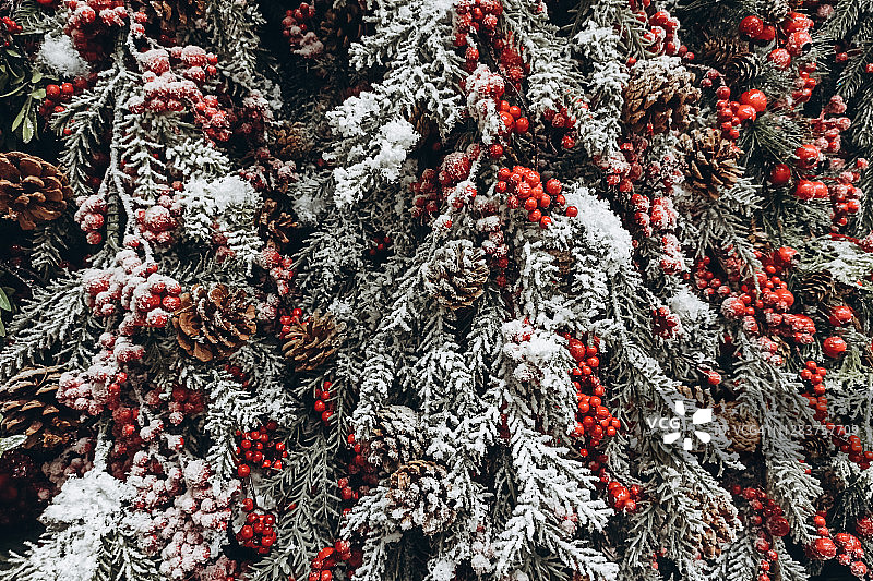 美丽的圣诞圆锥，树枝和红色的浆果作为背景图片素材