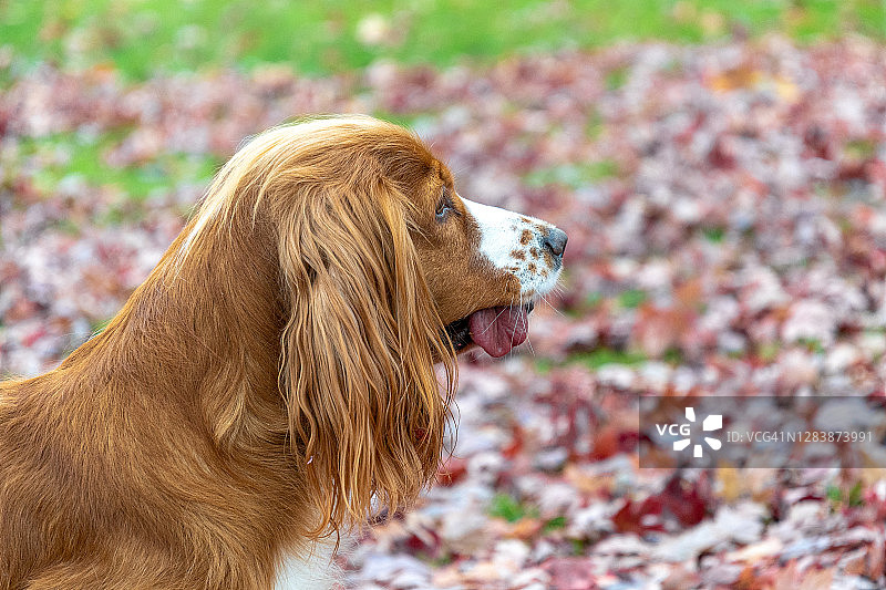 秋叶中可卡犬宠物的肖像图片素材