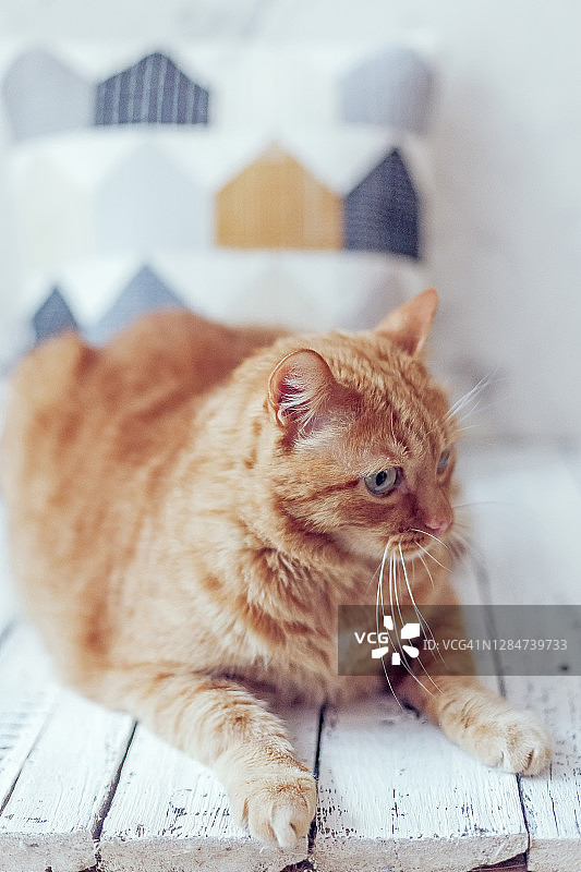 姜猫和拼花枕头。斯堪的纳维亚Hugge风格。刺绣和绗缝。木制背景图片素材