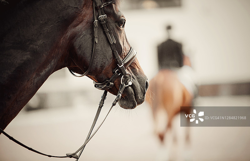 竞技场中笼头上的马的口套。马的口部靠近。肖像马在笼头。图片素材
