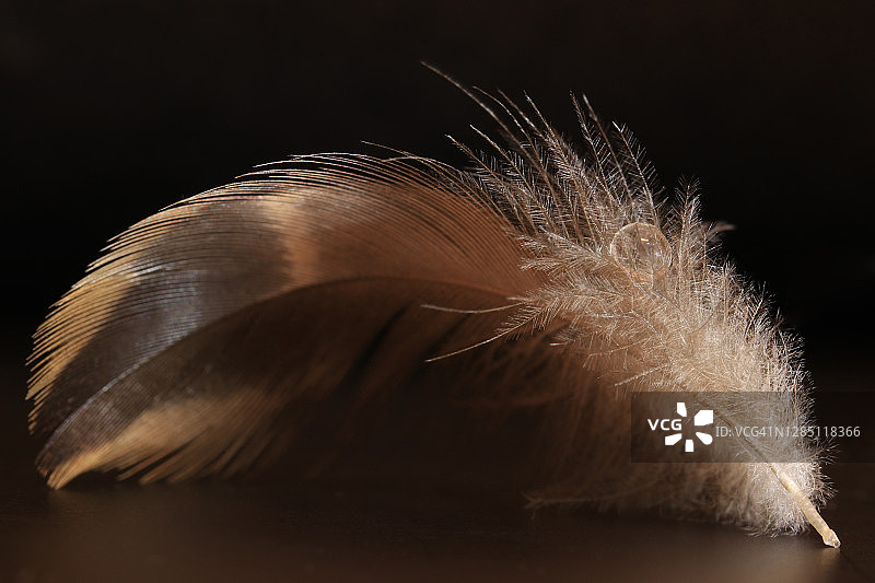 一个单一的棕色羽毛的特写与水滴在黑色的背景图片素材