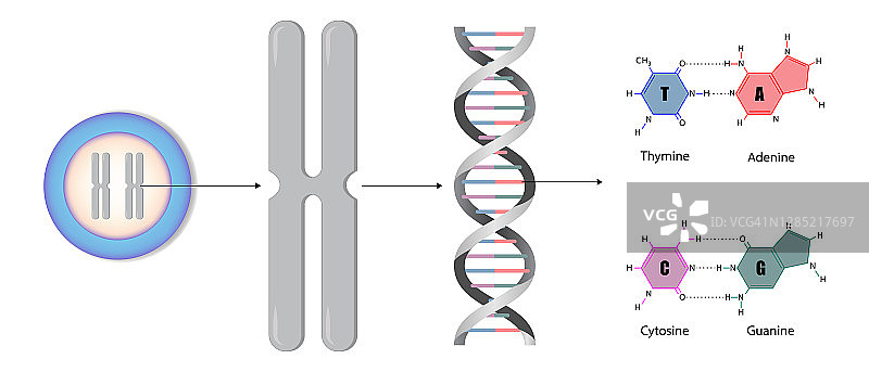 染色体和DNA图图片素材