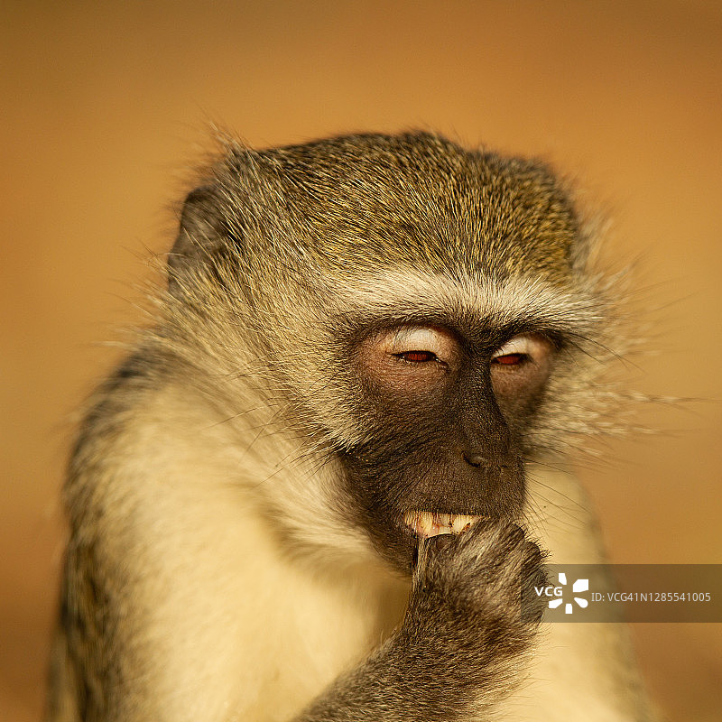 Vervet猴图片素材
