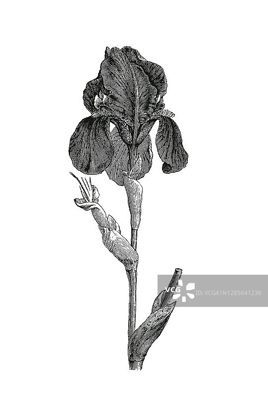 古老的植物雕刻插图，鸢尾花图片素材