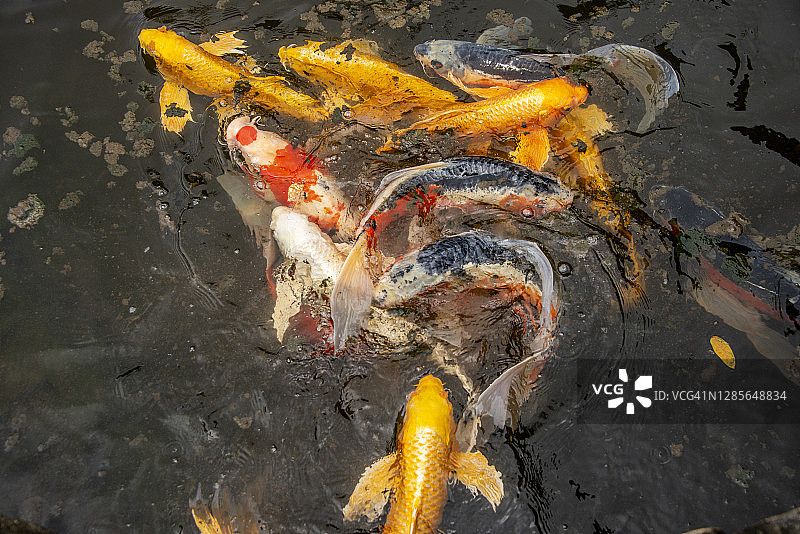 日本鲤鱼锦鲤。红色、橙色和白色的鱼在水里游泳。图片素材